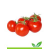 Pomodori